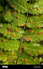 Attēlu rezultāti vaicājumam “Sorbus aucuparia leaf”