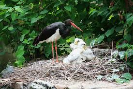 Attēlu rezultāti vaicājumam “Ciconia nigra nest”