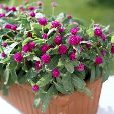 Image result for Kugelamarant