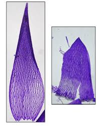Attēlu rezultāti vaicājumam “Sphagnum fallax”