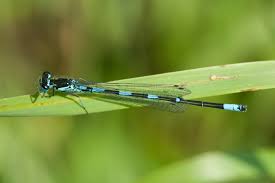 Attēlu rezultāti vaicājumam “Coenagrion pulchellum male”