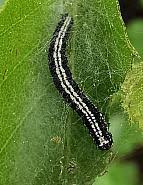 Attēlu rezultāti vaicājumam “Ortholepis betulae”