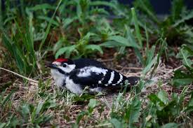 Attēlu rezultāti vaicājumam “Dendrocopos major juvenile”