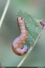 Attēlu rezultāti vaicājumam “Gelechia jakovlevi”