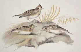 Image result for Alauda arvensis