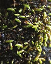 Attēlu rezultāti vaicājumam “Myurella julacea”