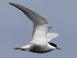 Attēlu rezultāti vaicājumam “Chlidonias hybrida adult”