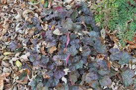 Image result for Heuchera `Swirling Fantasy`