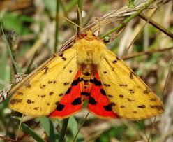 Attēlu rezultāti vaicājumam “Rhyparia purpurata”