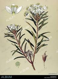 Attēlu rezultāti vaicājumam “Ledum palustre”