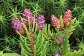 Attēlu rezultāti vaicājumam “Collaria rubens”