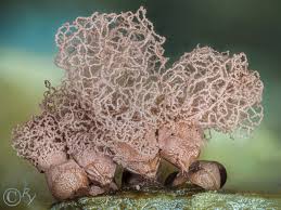 Attēlu rezultāti vaicājumam “Arcyria imperialis”