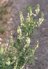 Attēlu rezultāti vaicājumam “Melilotus wolgicus flower”