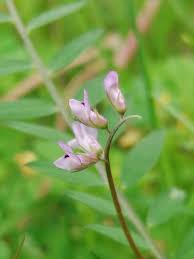 Attēlu rezultāti vaicājumam “Vicia hirsuta flower”