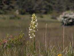 Attēlu rezultāti vaicājumam “Platanthera chlorantha”