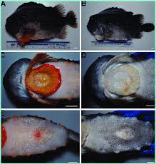 Image result for Cyclopterus lumpus