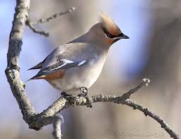 Attēlu rezultāti vaicājumam “Bombycilla garrulus adult”