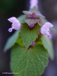 Attēlu rezultāti vaicājumam “Lamium purpureum flower”