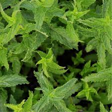 Image result for Menta x piperita