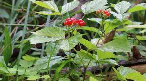 Attēlu rezultāti vaicājumam “Rubus saxatilis fruit”