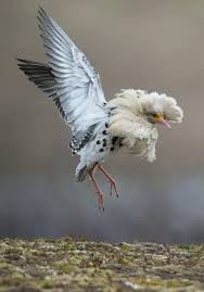 Attēlu rezultāti vaicājumam “Philomachus pugnax”