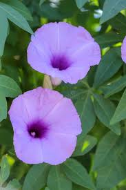 Image result for Ipomoea Lavender