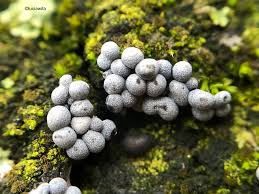 Attēlu rezultāti vaicājumam “Physarum melleum”