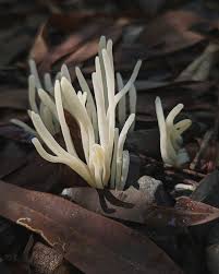 Attēlu rezultāti vaicājumam “Clavaria sphagnicola”