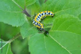 Attēlu rezultāti vaicājumam “Cucullia lucifuga larva”