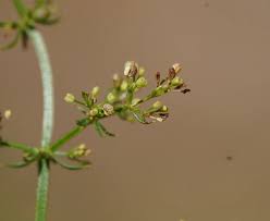 Attēlu rezultāti vaicājumam “Galium album fruit”