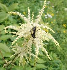 Image result for Aruncus dioicus