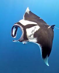 Image result for Mobula birostris