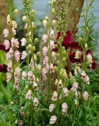 Attēlu rezultāti vaicājumam “Aconitum napellus”