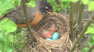 Attēlu rezultāti vaicājumam “Erithacus rubecula eggs”