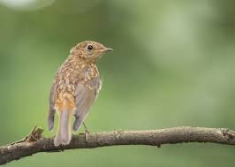 Attēlu rezultāti vaicājumam “Erithacus rubecula juvenile”