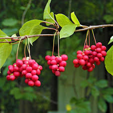 Attēlu rezultāti vaicājumam “Schisandra chinensis”