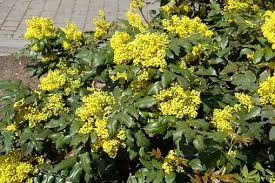 Attēlu rezultāti vaicājumam “Mahonia aquifolium bud”