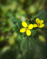 Attēlu rezultāti vaicājumam “Diplotaxis muralis flower”