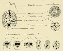 Attēlu rezultāti vaicājumam “Amaurochaete fusiformis spores”