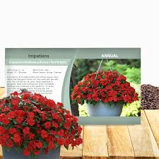 Image result for Impatiens walleriana