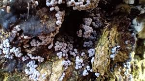 Attēlu rezultāti vaicājumam “Badhamia nitens sessile”