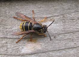 Attēlu rezultāti vaicājumam “Dolichovespula media”