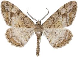 Attēlu rezultāti vaicājumam “Alcis repandata”