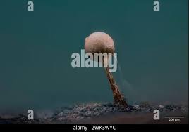 Attēlu rezultāti vaicājumam “Heterotrichia pomiformis (syn. Arcyria pomiformis)”