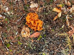 Attēlu rezultāti vaicājumam “Lycogala succineum”