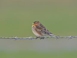 Image result for twite photo