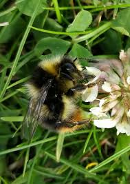 Attēlu rezultāti vaicājumam “Psithyrus sylvestris”