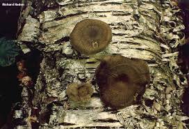 Attēlu rezultāti vaicājumam “Polyporus brumalis”