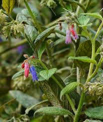 Attēlu rezultāti vaicājumam “Symphytum asperum”