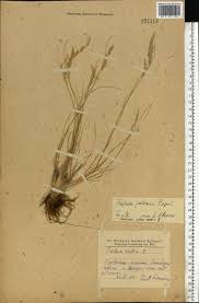 Attēlu rezultāti vaicājumam “Festuca polesica”